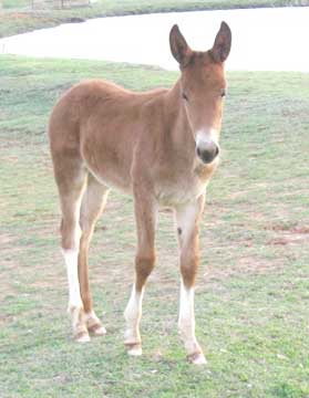 2009 Molly Mule