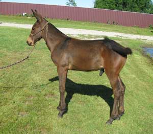 Docadile Rock (Rocky)