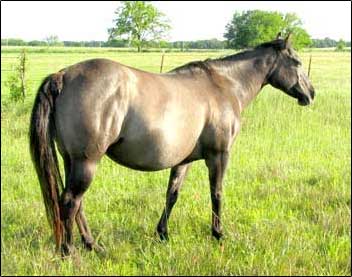 Grulla Mare