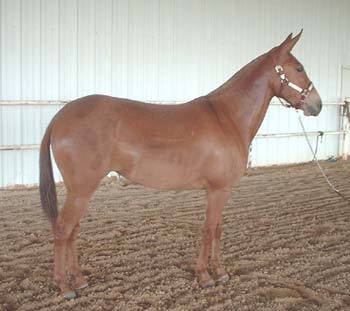 3 Year Old Daughter of Tomahawk